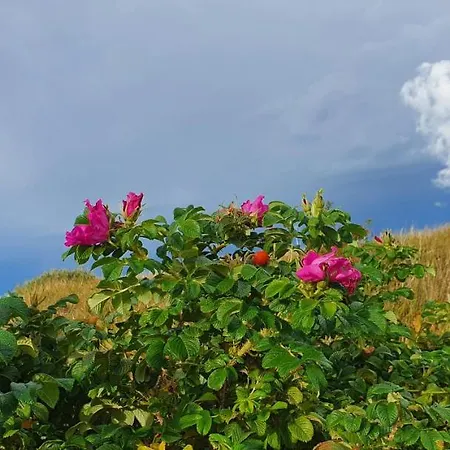 Nad Morzem - Nevada Дарлувко