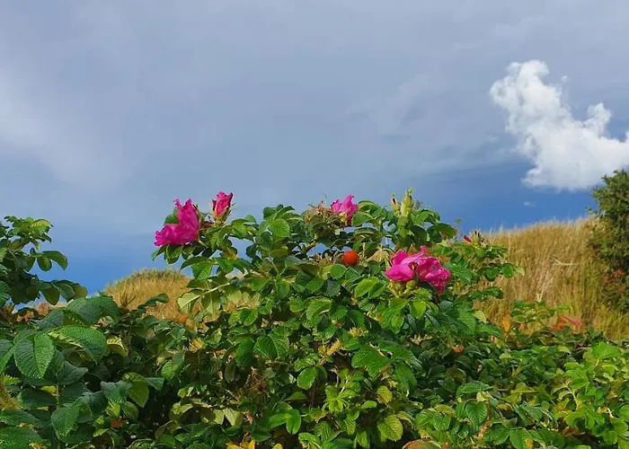 Nad Morzem - Nevada Darlowko